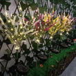 Outdoor Solar Lavender LED Lamp